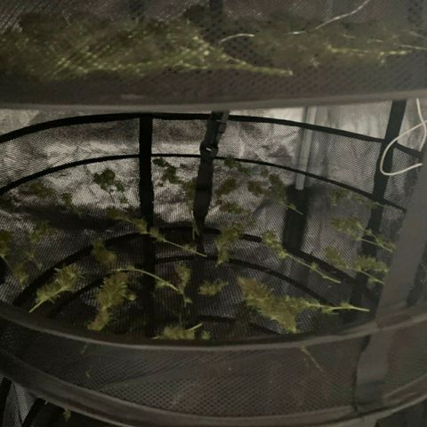 Prenseeds Verde growlog timeline photo