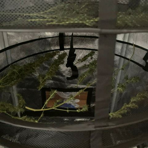 Prenseeds Verde growlog timeline photo