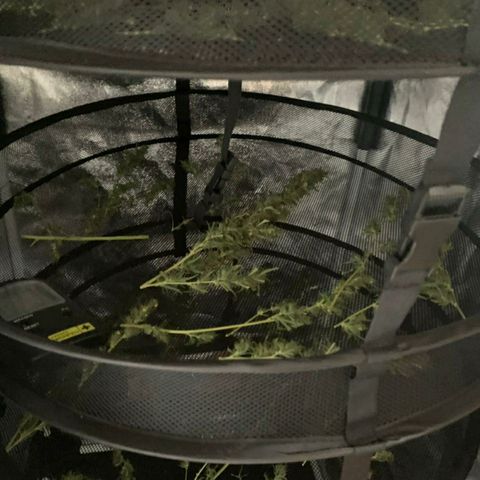 Prenseeds Verde growlog timeline photo