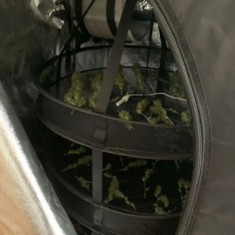 Prenseeds Verde growlog timeline photo