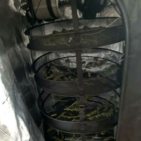 Prenseeds Verde growlog timeline photo
