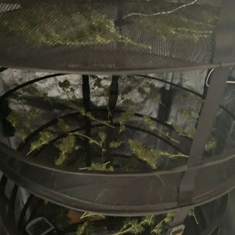 Prenseeds Verde growlog timeline photo