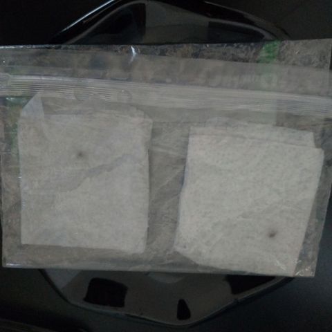 LondonCheese#1 growlog photo: Semente adicionada no papel toalha dentro de um zip lock