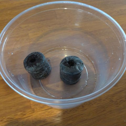 LondonCheese#1 growlog photo: Jiffy foi molhado
