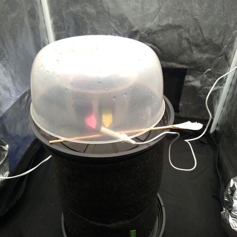 LondonCheese#1 growlog photo: Adicionada a tampa para aumentar a umidade