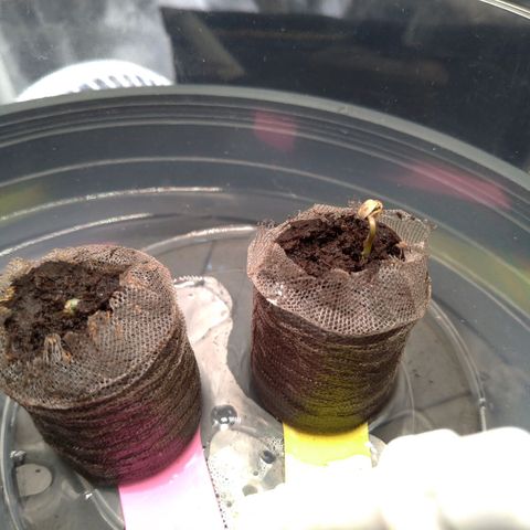 LondonCheese#1 growlog photo: Iniciando a germinação no jiffy
