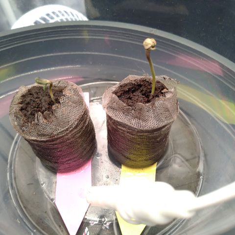 LondonCheese#1 growlog photo: Cotilédones saindo do jiffy