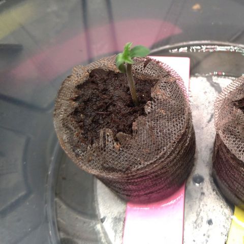 LondonCheese#1 growlog timeline photo