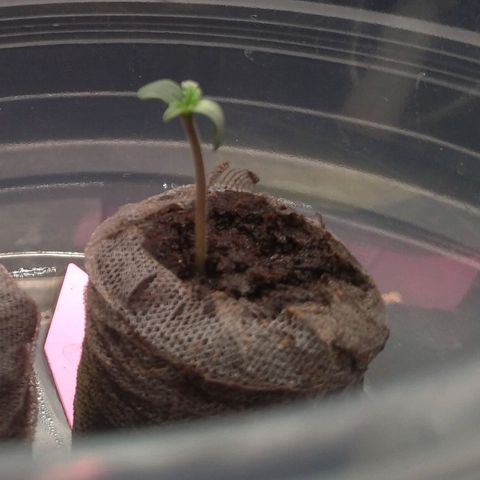 LondonCheese#1 growlog timeline photo
