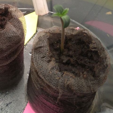 LondonCheese#1 growlog timeline photo