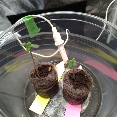 LondonCheese#1 growlog timeline photo