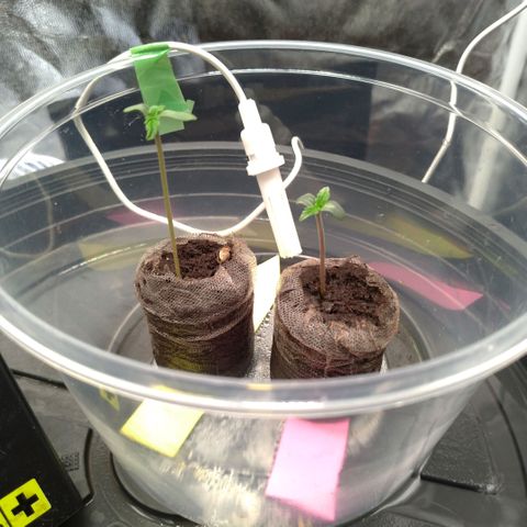 LondonCheese#1 growlog timeline photo