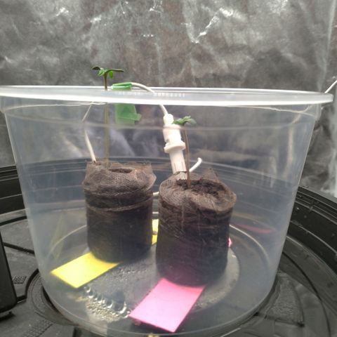 LondonCheese#1 growlog timeline photo