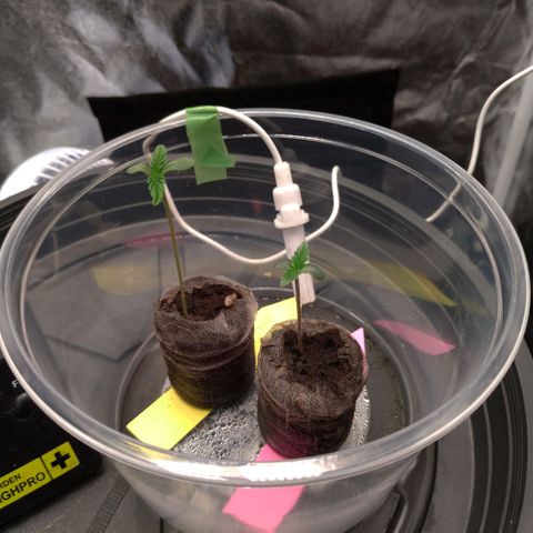 LondonCheese#1 growlog timeline photo