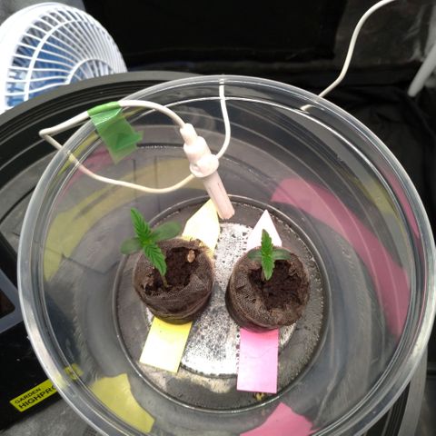 LondonCheese#1 growlog timeline photo