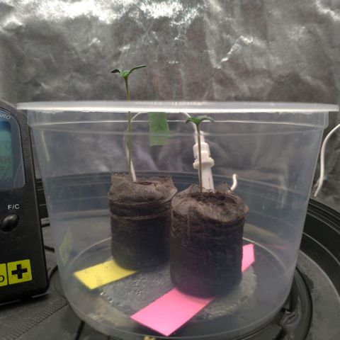 LondonCheese#1 growlog timeline photo