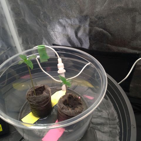 LondonCheese#1 growlog timeline photo