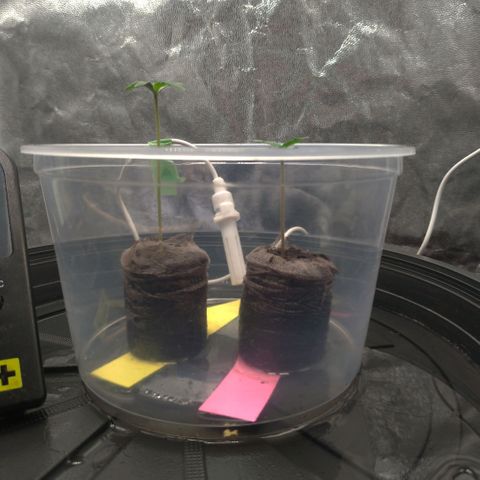 LondonCheese#1 growlog timeline photo