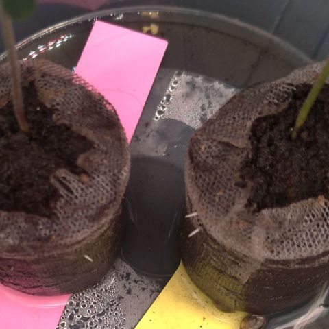 LondonCheese#1 growlog timeline photo