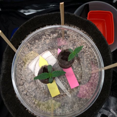 LondonCheese#1 growlog timeline photo