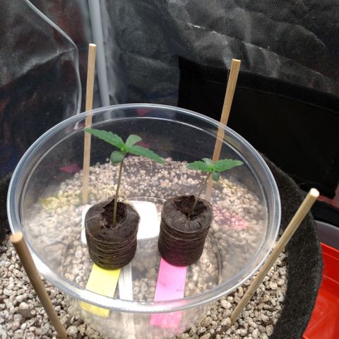 LondonCheese#1 growlog timeline photo