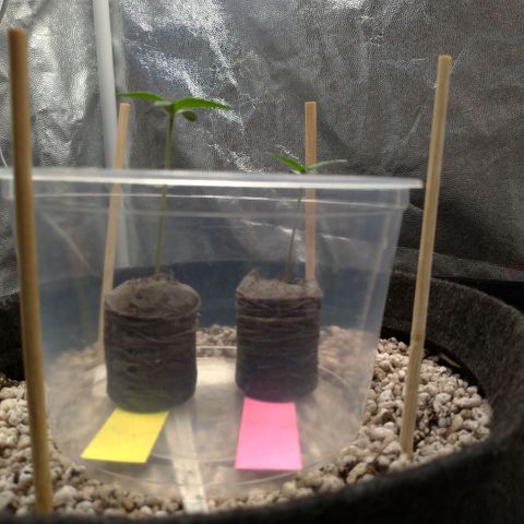 LondonCheese#1 growlog timeline photo