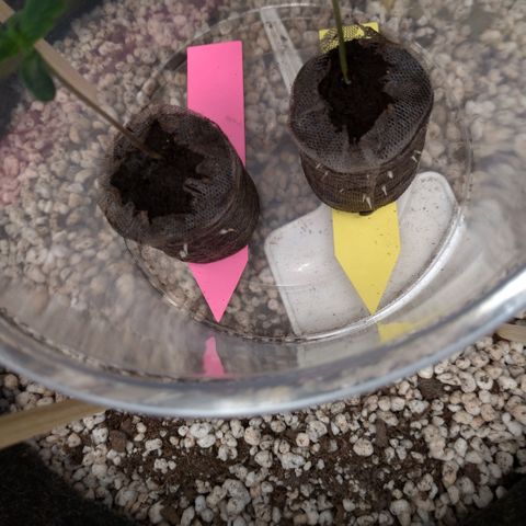 LondonCheese#1 growlog timeline photo