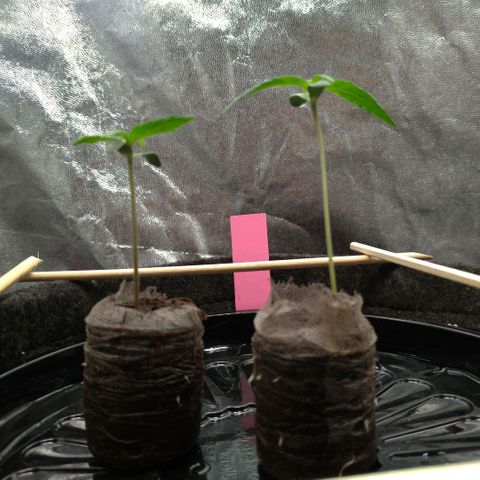 LondonCheese#1 growlog timeline photo