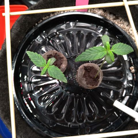LondonCheese#1 growlog timeline photo