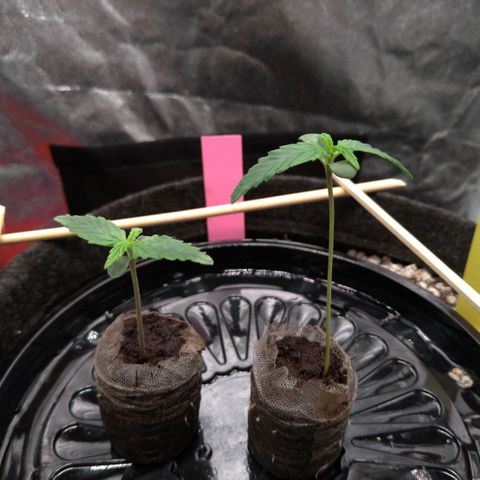 LondonCheese#1 growlog timeline photo