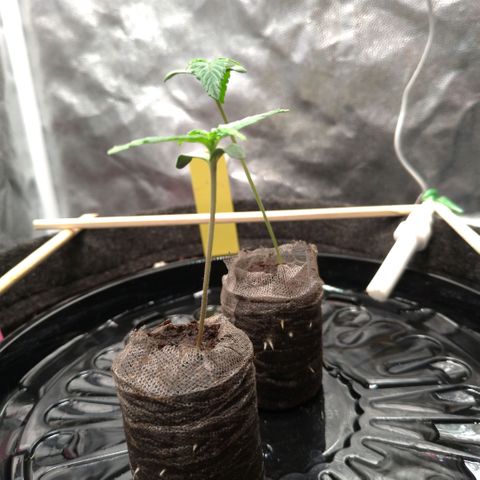 LondonCheese#1 growlog timeline photo