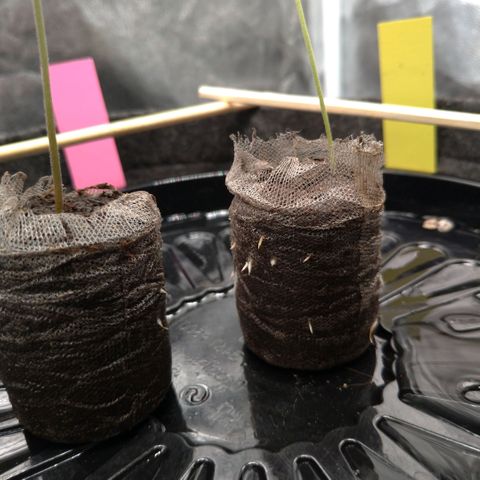 LondonCheese#1 growlog timeline photo