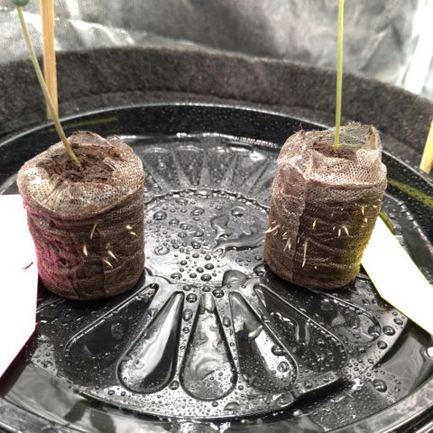 LondonCheese#1 growlog timeline photo