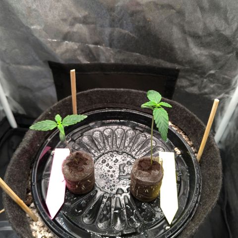 LondonCheese#1 growlog timeline photo