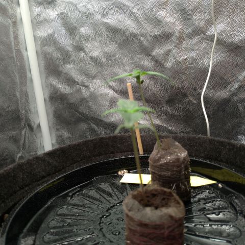 LondonCheese#1 growlog timeline photo