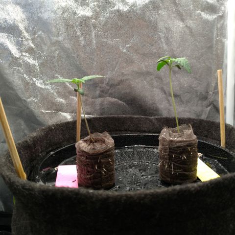 LondonCheese#1 growlog timeline photo