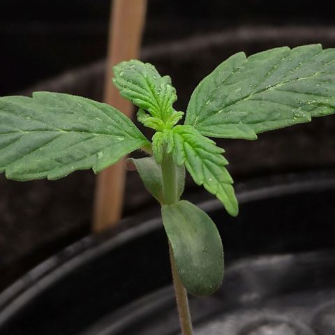 LondonCheese#1 growlog timeline photo