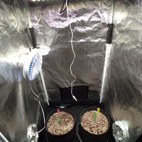 LondonCheese#1 growlog timeline photo