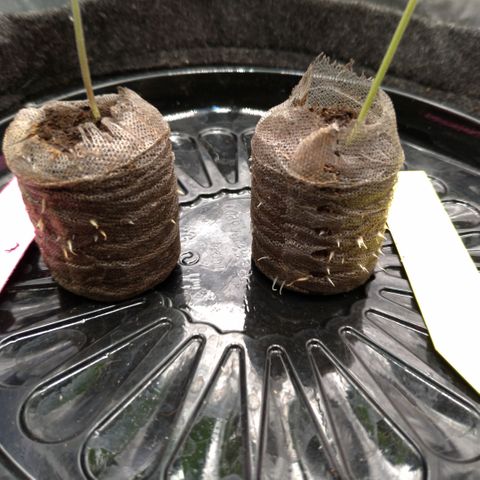 LondonCheese#1 growlog timeline photo