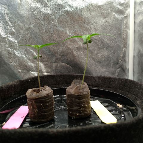 LondonCheese#1 growlog timeline photo