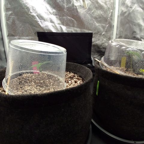 LondonCheese#1 growlog timeline photo