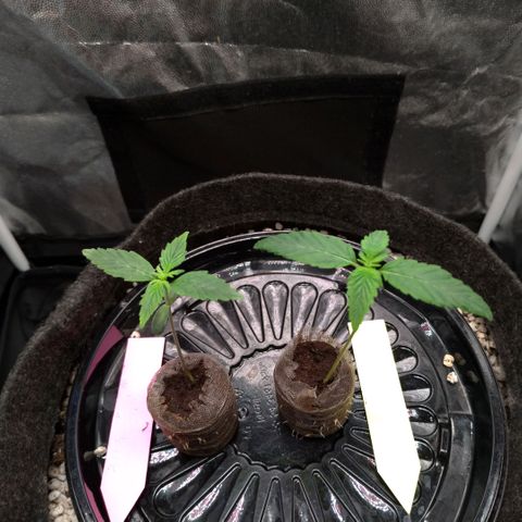 LondonCheese#1 growlog timeline photo