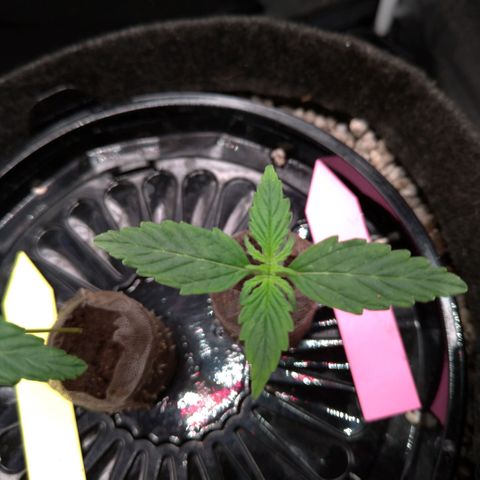 LondonCheese#1 growlog timeline photo