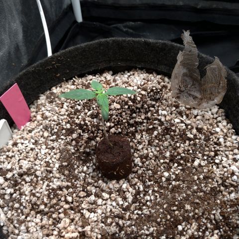 LondonCheese#1 growlog timeline photo