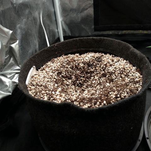LondonCheese#1 growlog timeline photo