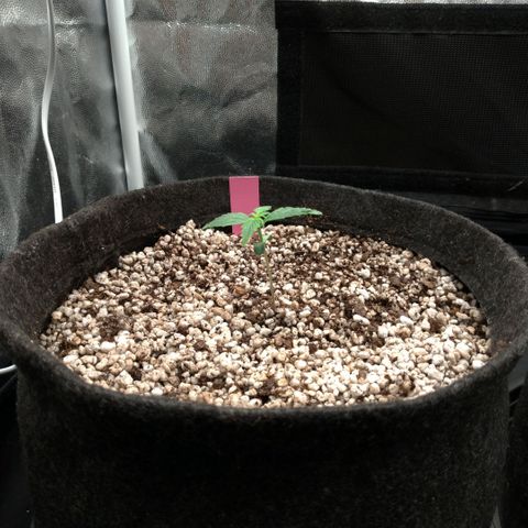 LondonCheese#1 growlog timeline photo