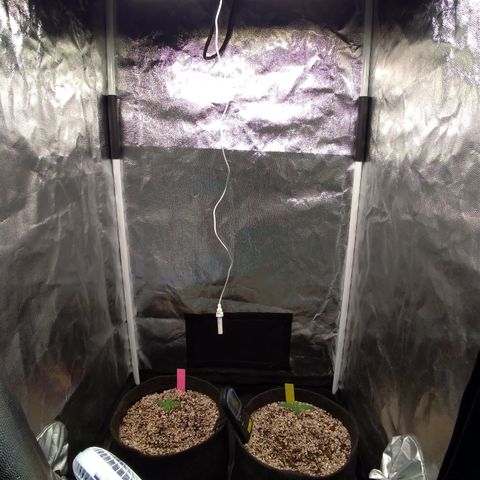 LondonCheese#1 growlog timeline photo