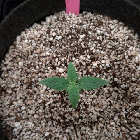 LondonCheese#1 growlog timeline photo