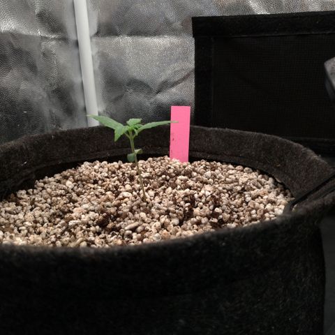 LondonCheese#1 growlog timeline photo