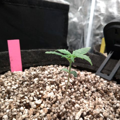 LondonCheese#1 growlog timeline photo